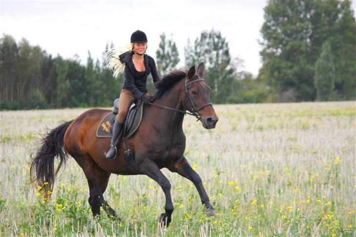 Dansk Varmblod Ronja - Gammel part - Taget af Mütze Go vegatar, På jorde tur :D  billede 19