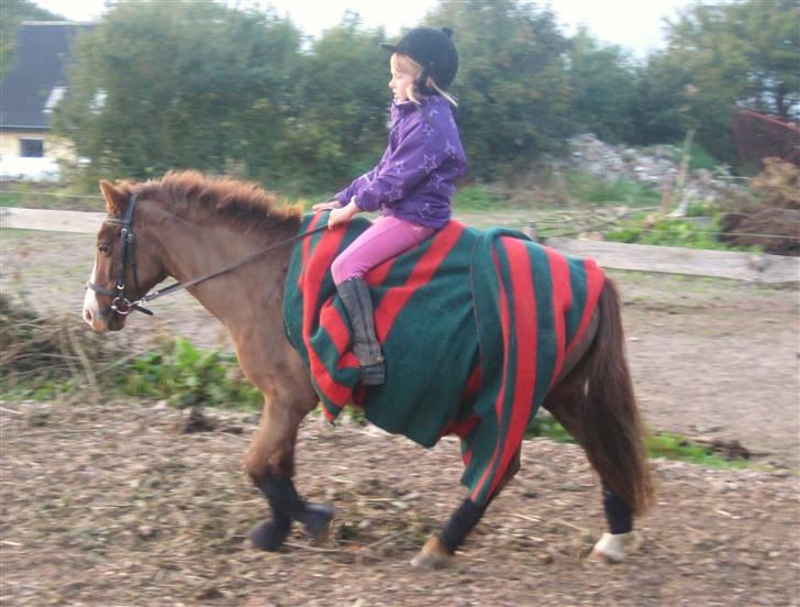 Anden særlig race Miss Molly  - Skridte af efter dressur billede 10