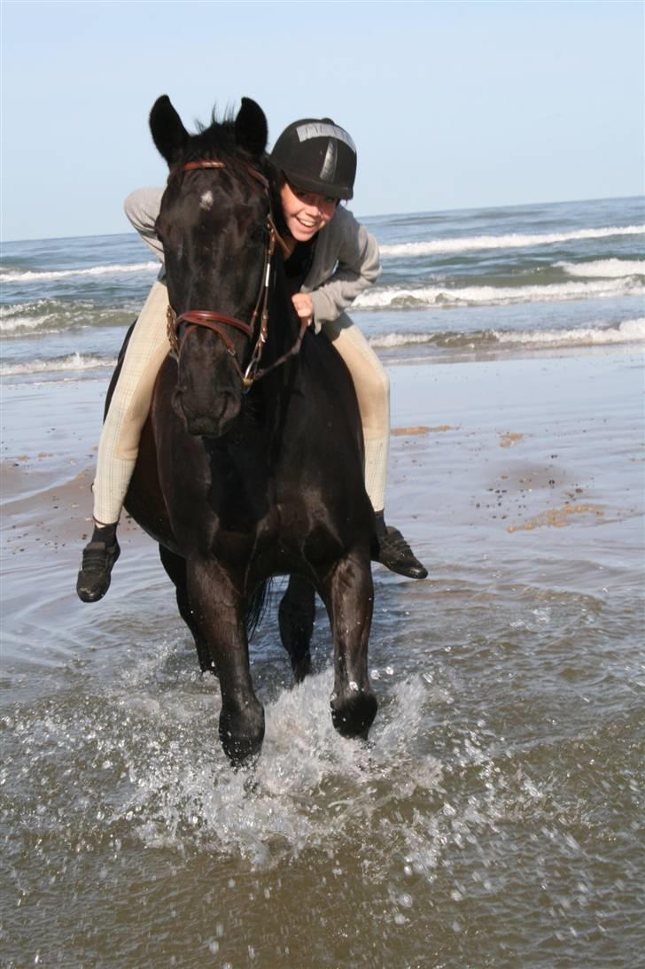 Dansk Varmblod Zigval - Blokhus med efterskolen billede 15