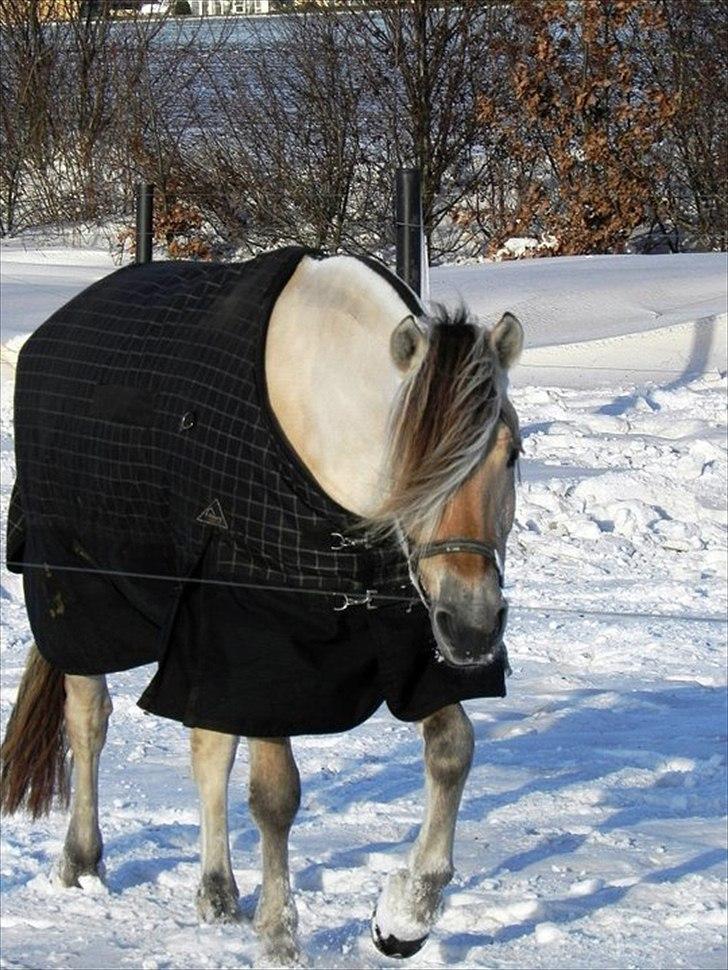 Fjordhest Bolette Kaptain - nu vil jeg godt ind, det er koldt!!!!  foto malene d. 1-12 2010 billede 13