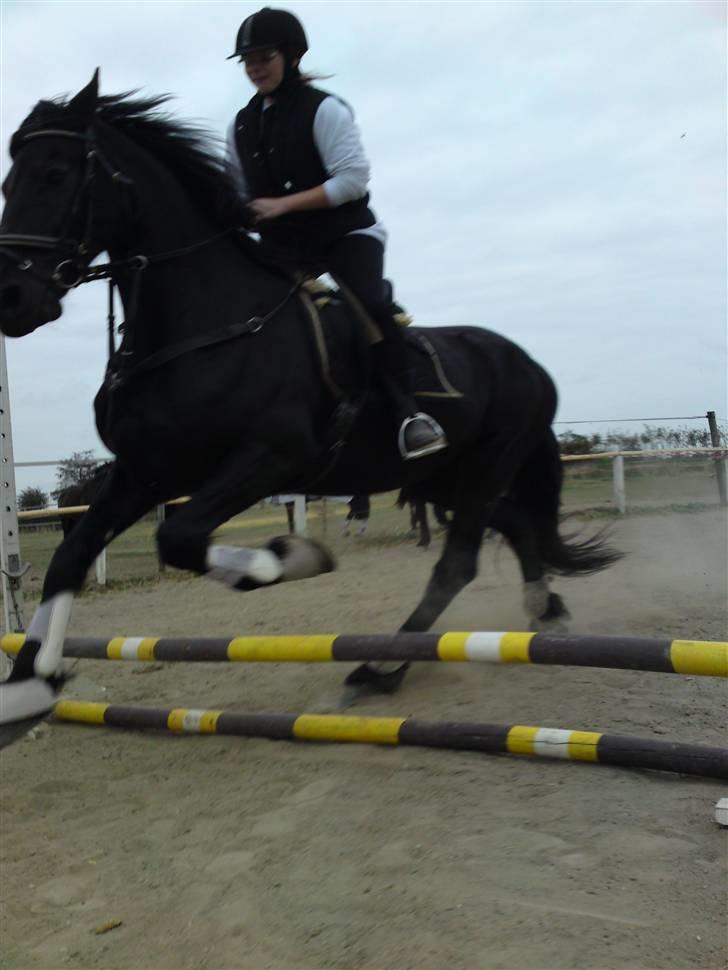 Frieser Teakje J-Zafir-  - og så forsøger vi os frem på en springbane... Det var helt sikkert mere sjovt end kønt.. Vi nød det begge 2 :) billede 16