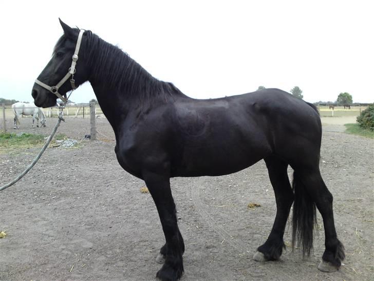 Frieser Teakje J-Zafir-  - Min smukke, - men meget trætte pige... billede 17