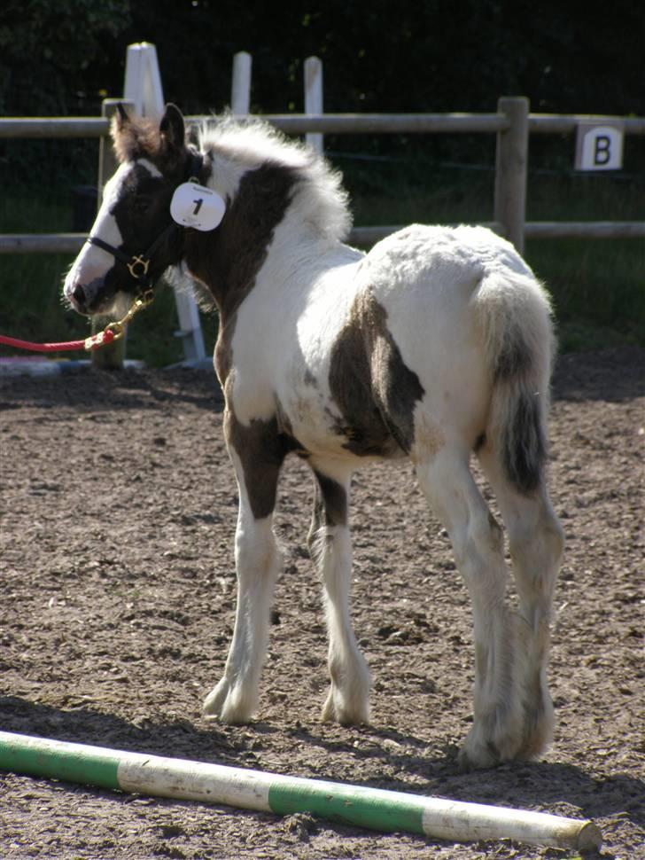 Irish Cob Princess Lynn *solgt* billede 9