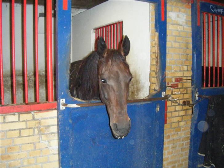 Traver Keen Hanover billede 2