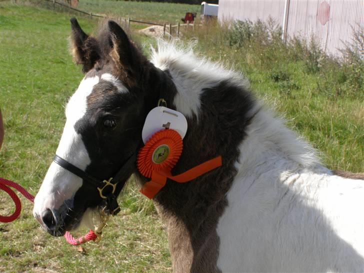 Irish Cob Princess Lynn *solgt* billede 10