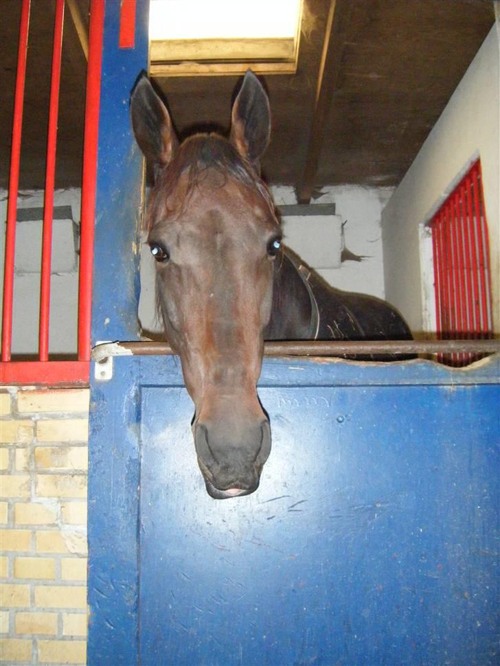 Traver Keen Hanover billede 3