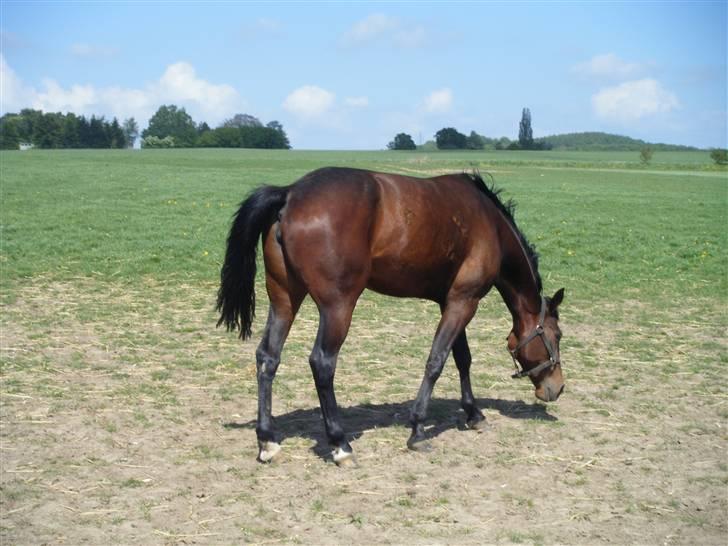 Traver Keen Hanover billede 4