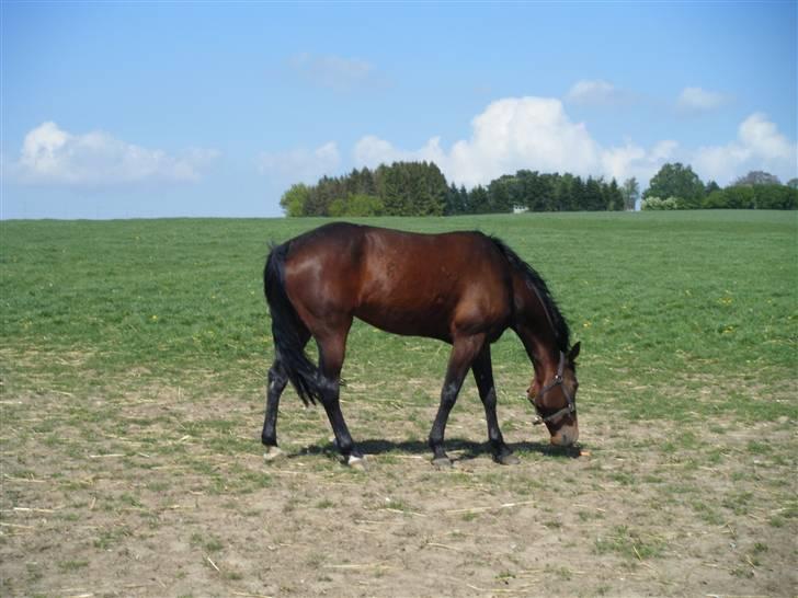 Traver Keen Hanover billede 5