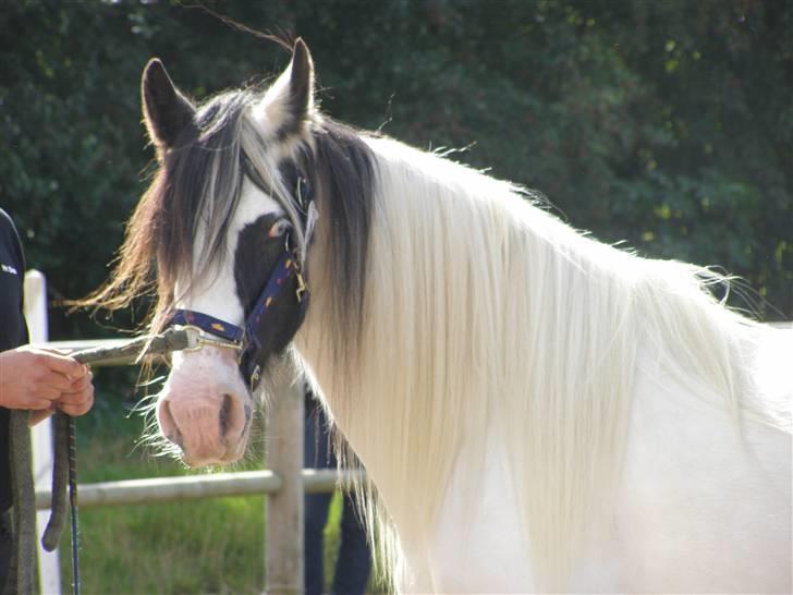 Irish Cob Medusa billede 8