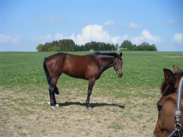 Traver Keen Hanover billede 6