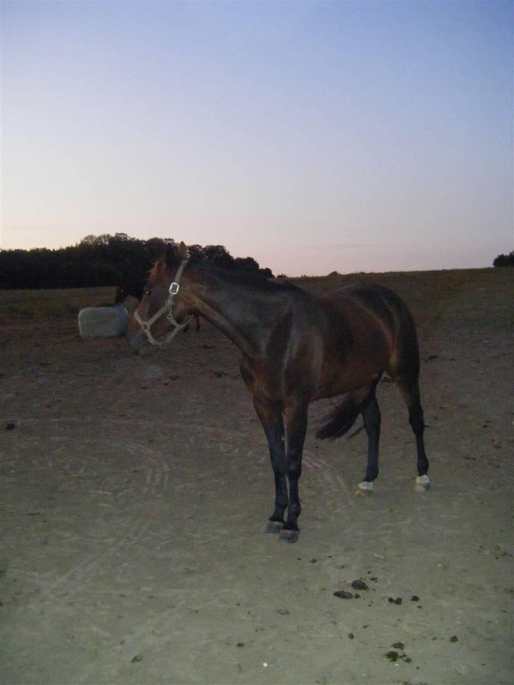 Traver Keen Hanover billede 7