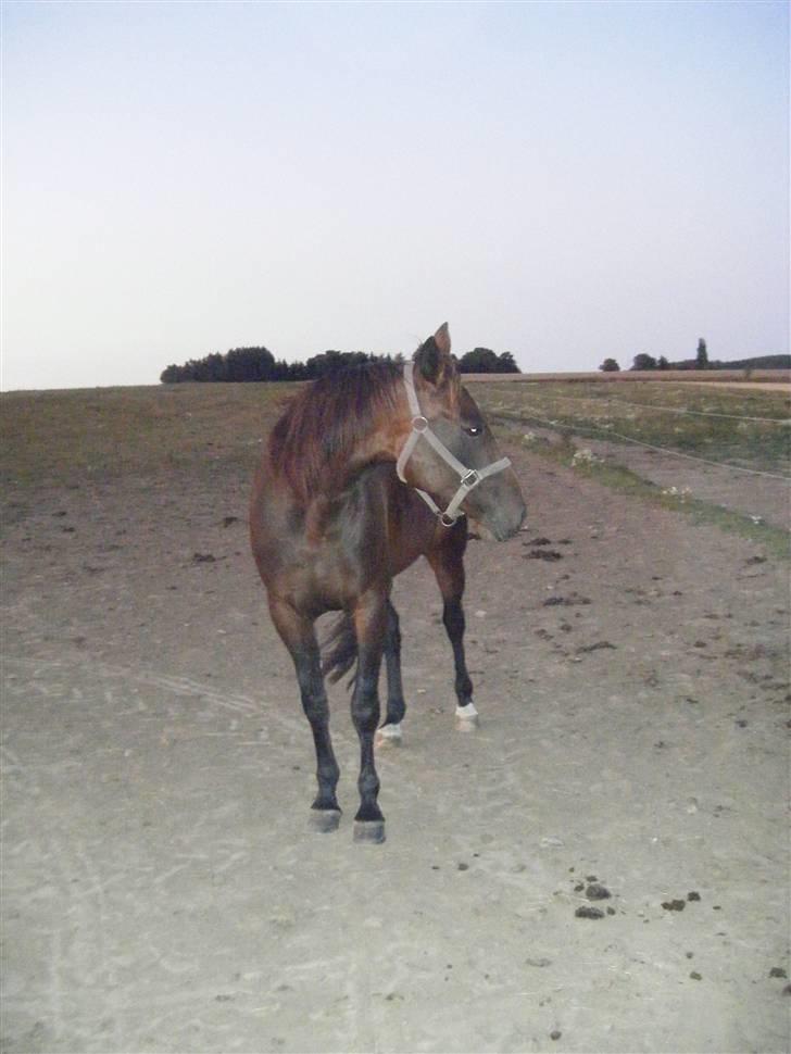 Traver Keen Hanover billede 8