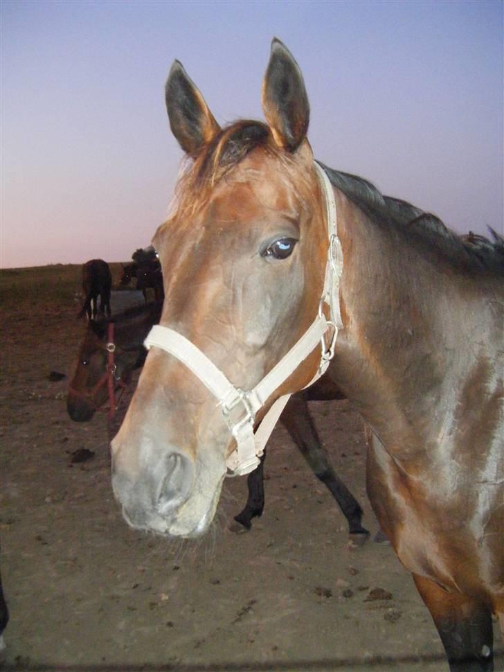 Traver Keen Hanover billede 9