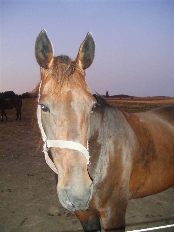 Traver Keen Hanover billede 10