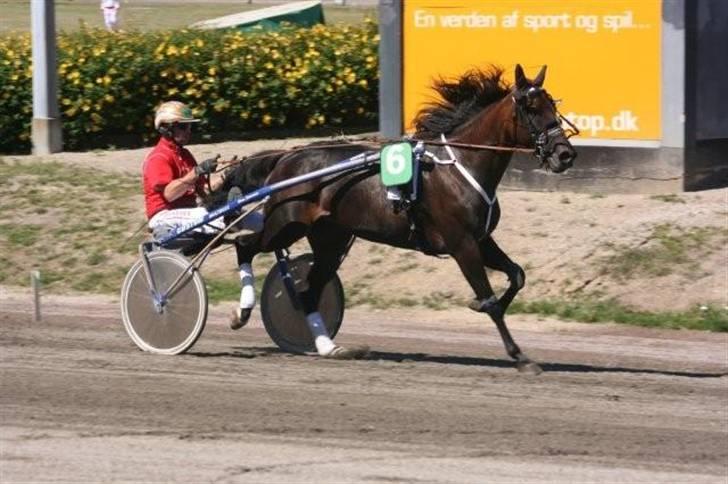 Traver Keen Hanover billede 11