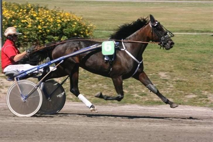 Traver Keen Hanover billede 12
