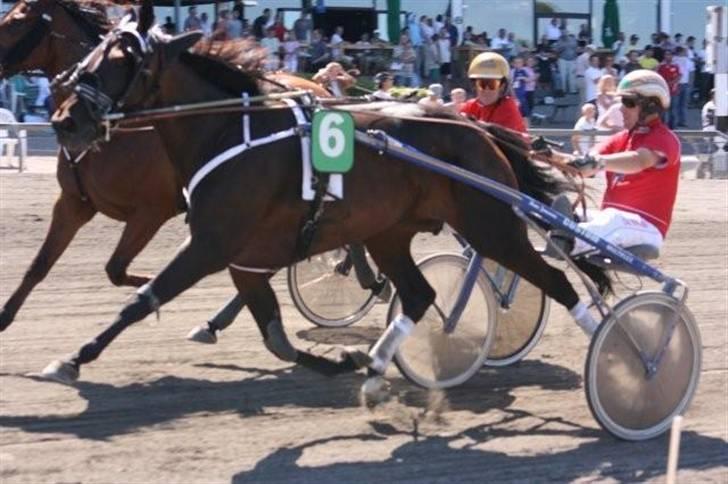 Traver Keen Hanover billede 14