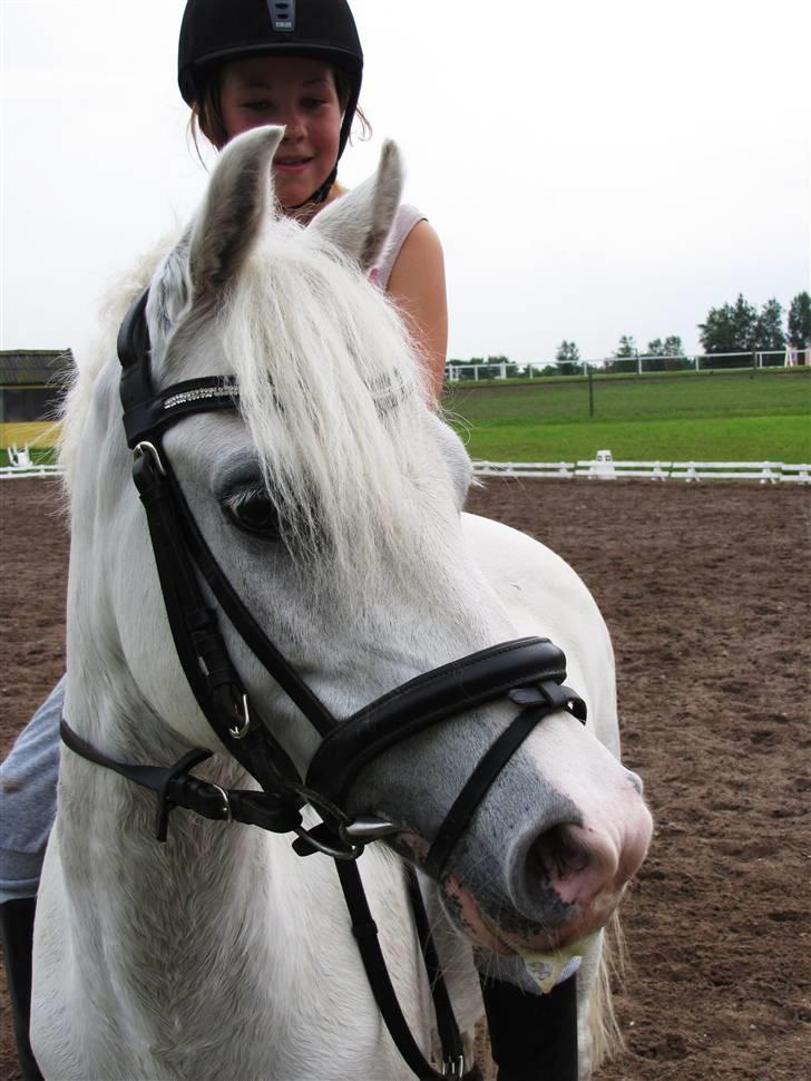 Welsh Pony af Cob-type (sec C) Lyngvejens Ero *solgt* :/ - Træning d. 22/7 (: <3   "fjolletræning" xD billede 9