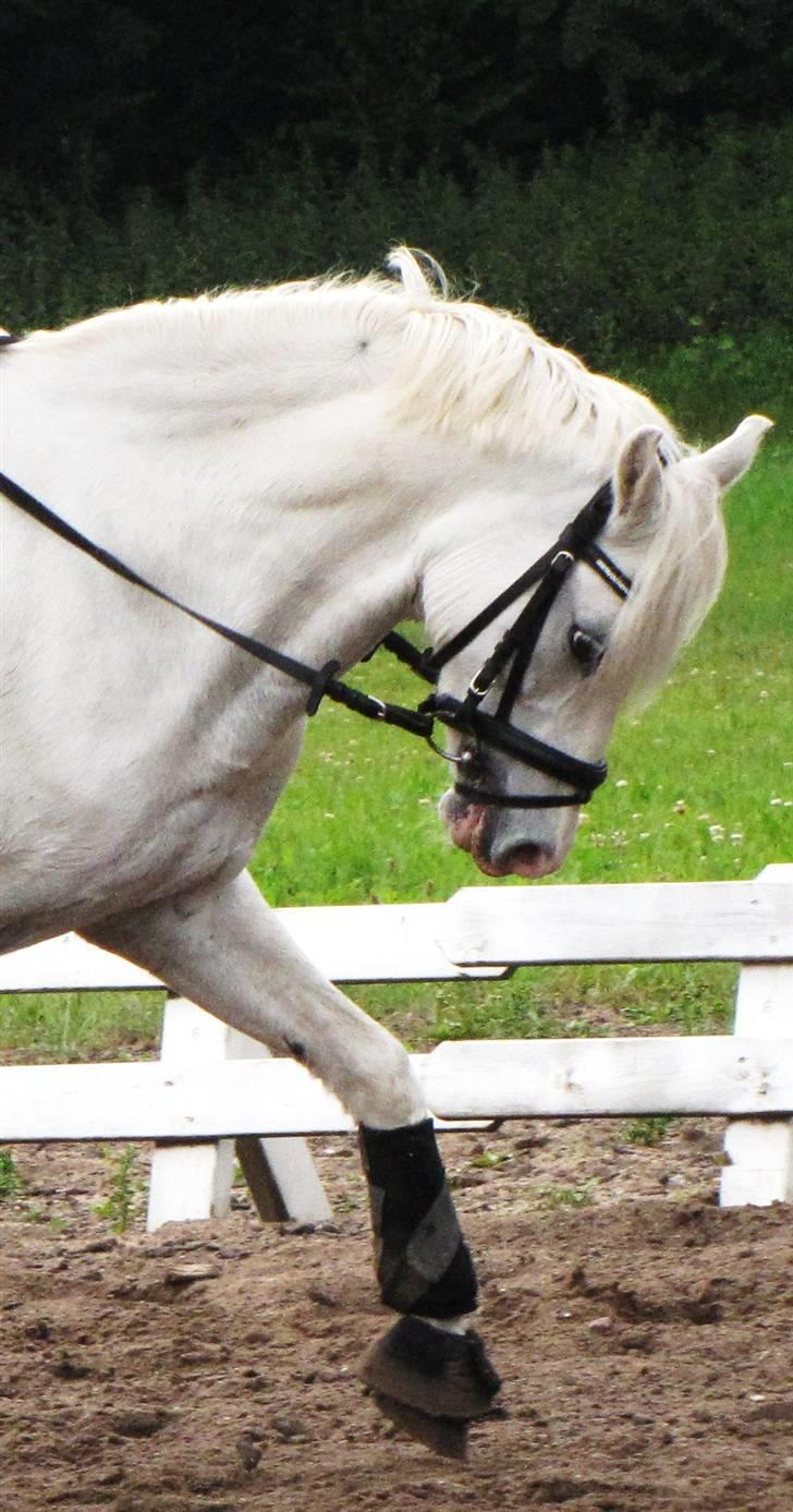 Welsh Pony af Cob-type (sec C) Lyngvejens Ero *solgt* :/ - Jeg kan gå spanske skridt :D  billede 10