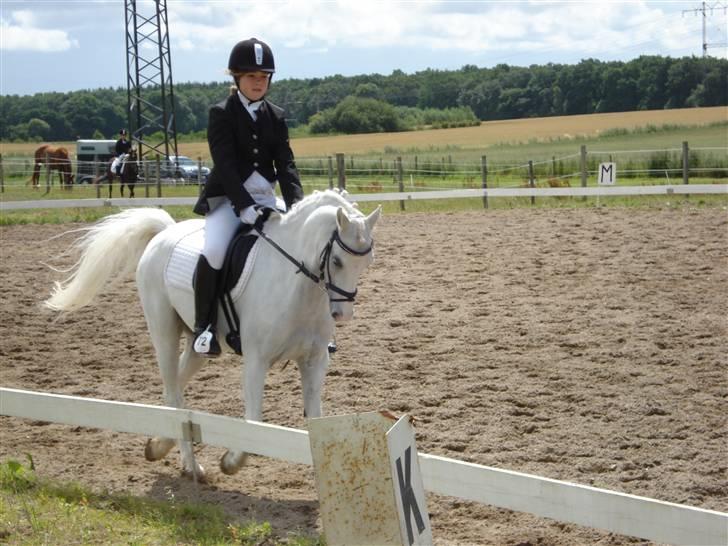 Welsh Pony af Cob-type (sec C) Lyngvejens Ero *solgt* :/ - der er jo nogle der kan, siger Ero xD  billede 13