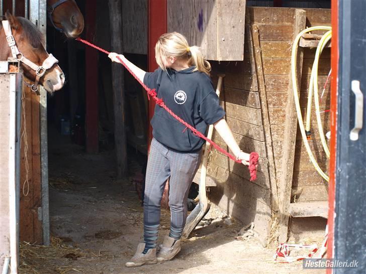 Anden særlig race Galant - vsr  - Part <3 - hesten vil ikke ud a boksen(; [Foto Lino] nr. 14 billede 10