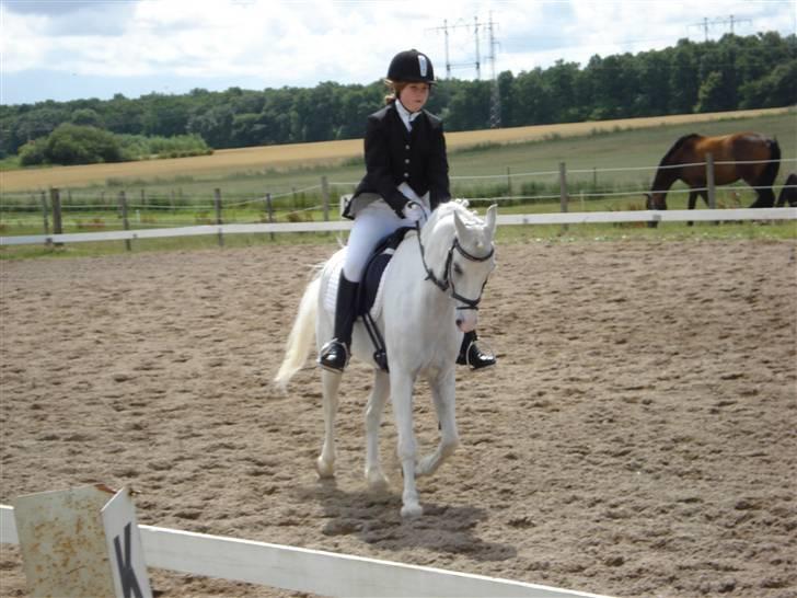 Welsh Pony af Cob-type (sec C) Lyngvejens Ero *solgt* :/ - C-stævne i Midtsjællands Rideklub. ;)  billede 14