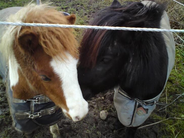 Anden særlig race Blue Eye´s - ponz og sofie (: billede 2