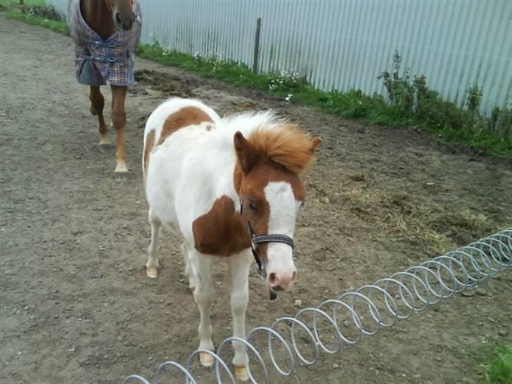 Anden særlig race Blue Eye´s - ponz <3 billede 3