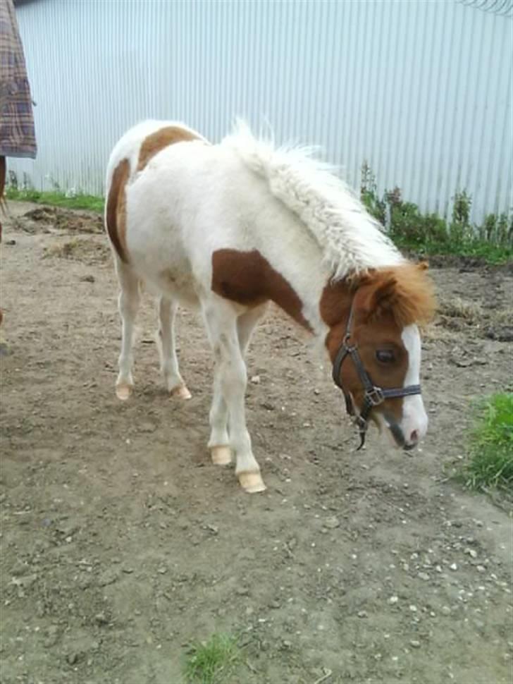 Anden særlig race Blue Eye´s billede 4