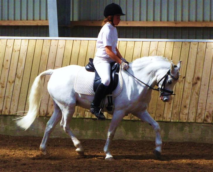 Welsh Pony af Cob-type (sec C) Lyngvejens Ero *solgt* :/ - sød pony til opvarmning :D billede 16