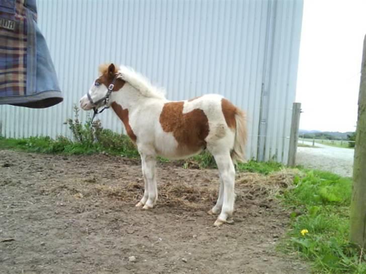 Anden særlig race Blue Eye´s billede 5