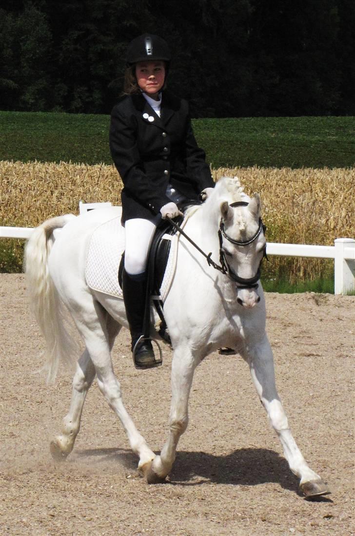 Welsh Pony af Cob-type (sec C) Lyngvejens Ero *solgt* :/ - til c-stævne <3 billede 17