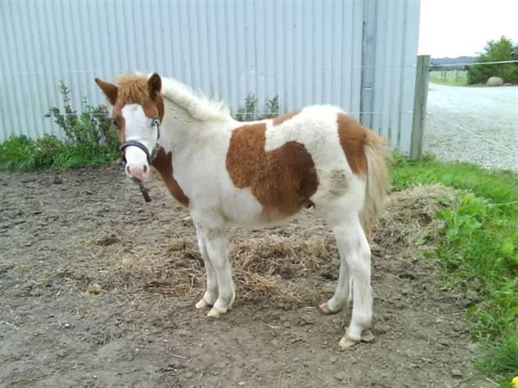 Anden særlig race Blue Eye´s billede 6