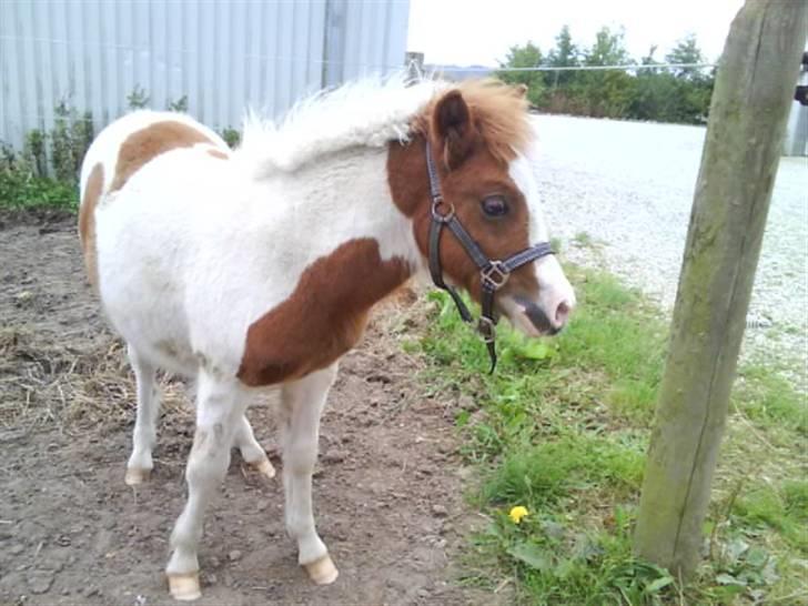 Anden særlig race Blue Eye´s billede 7