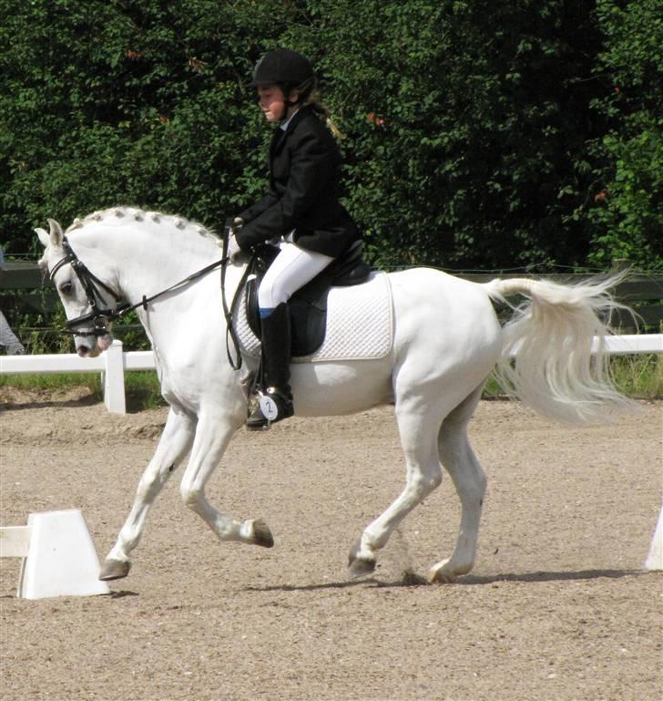 Welsh Pony af Cob-type (sec C) Lyngvejens Ero *solgt* :/ - deejlig galop :D billede 18