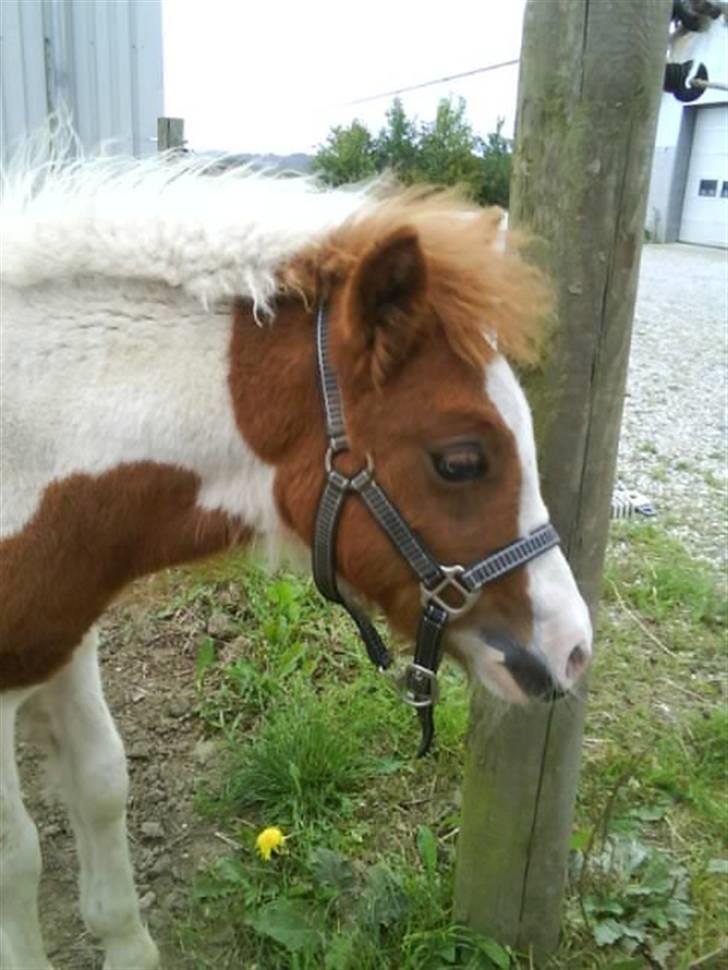 Anden særlig race Blue Eye´s billede 8