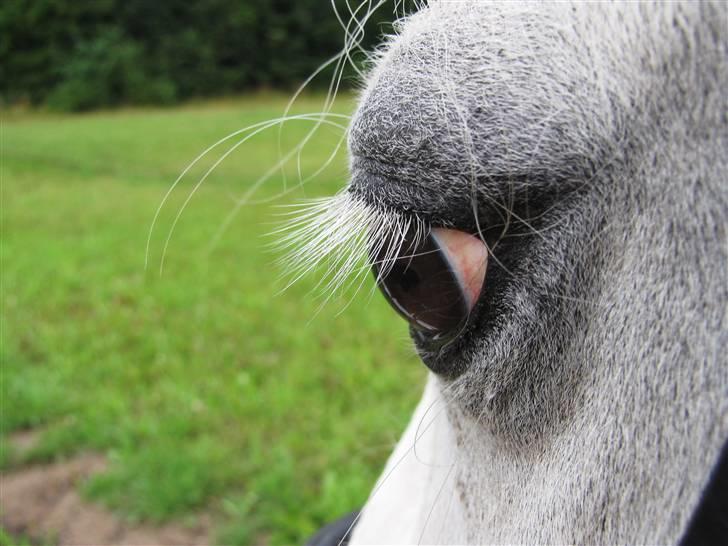 Welsh Pony af Cob-type (sec C) Lyngvejens Ero *solgt* :/ - smuk smukkere smukkest ero <3 billede 19