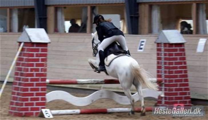 Welsh Pony af Cob-type (sec C) Lyngvejens Ero *solgt* :/ - når enden er god, er alting godt ;)  billede 20