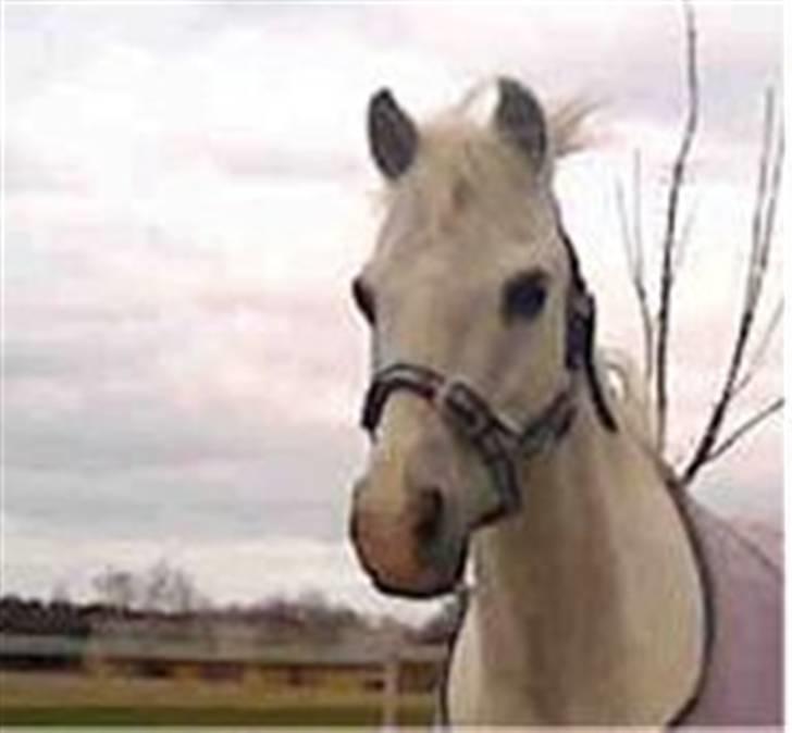 Welsh Pony (sec B) Lyngvejens Bandit R.I.P - Velkommen til Lyngvejens Bandit ( til daglig kaldt Bossy) profil - Savner dig <3 billede 1