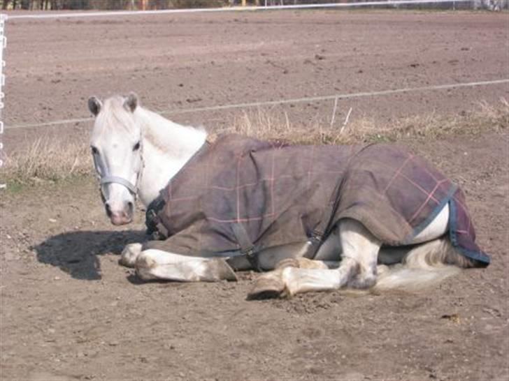 Welsh Pony (sec B) Lyngvejens Bandit R.I.P - Bossy :) billede 2