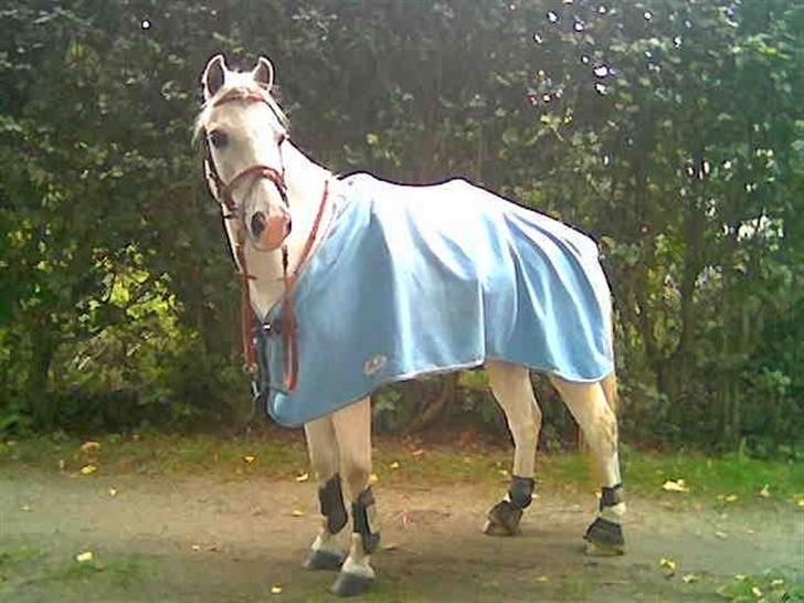 Welsh Pony (sec B) Lyngvejens Bandit R.I.P - Bossy :) billede 3