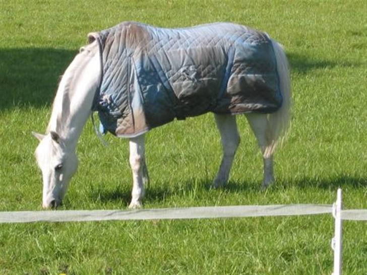 Welsh Pony (sec B) Lyngvejens Bandit R.I.P - Bossy på græs :) billede 4