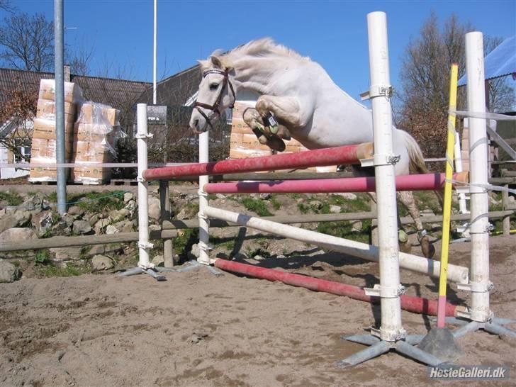 Welsh Pony (sec B) Lyngvejens Bandit R.I.P - Løsspring :) billede 7