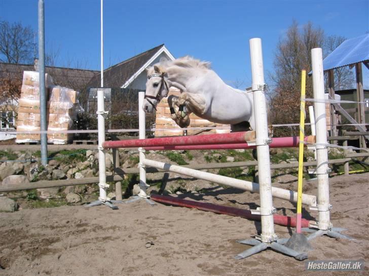 Welsh Pony (sec B) Lyngvejens Bandit R.I.P - Løsspring :) billede 8