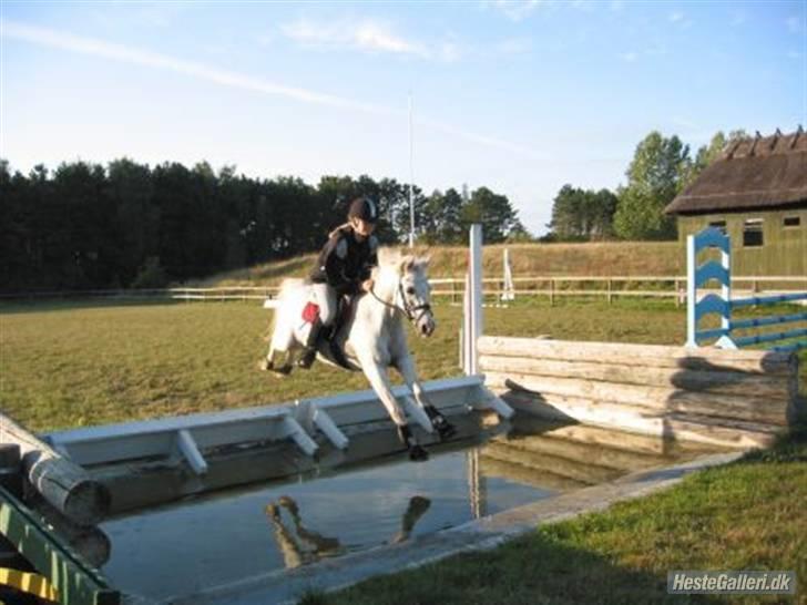 Welsh Pony (sec B) Lyngvejens Bandit R.I.P - Bossy med sin gamle ejer Malene. billede 9
