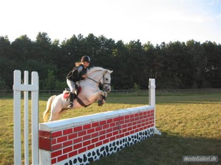 Welsh Pony (sec B) Lyngvejens Bandit R.I.P - Bossy med sin gamle ejer Malene. billede 10