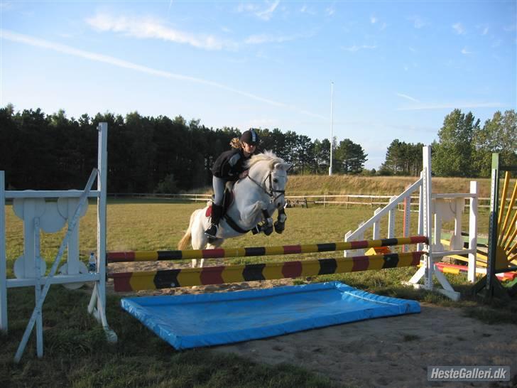 Welsh Pony (sec B) Lyngvejens Bandit R.I.P - Bossy med sin gamle ejer Malene. billede 11