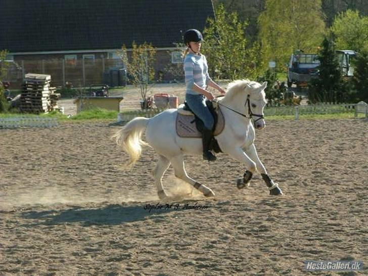 Welsh Pony (sec B) Lyngvejens Bandit R.I.P - Bossy med sin gamle ejer Malene. billede 12