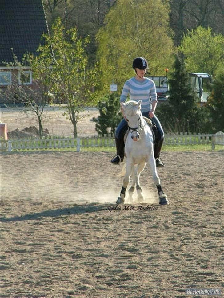 Welsh Pony (sec B) Lyngvejens Bandit R.I.P - Bossy med sin gamle ejer Malene. billede 13