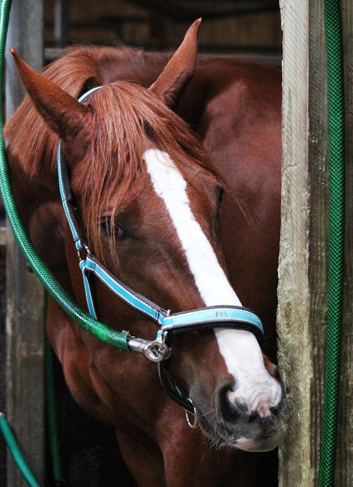 Dansk Varmblod Kanoir<3 - 17.04.11  billede 7